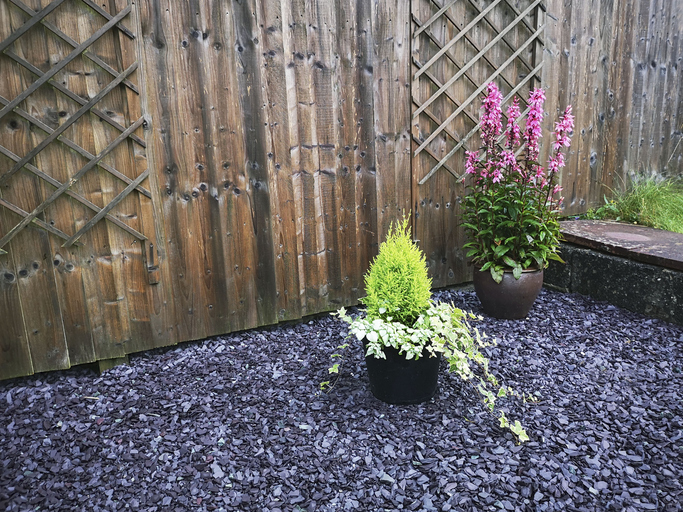 Purple slate chippings that is being used to cover the ground to help to suppress the weeds in a domestic garden - UK